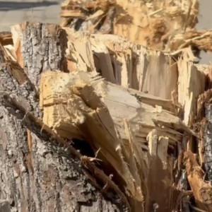 В историческом центре Владимира вандалы спилили молодые деревья