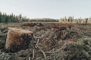 Во Владимирской области вырубили лес на 2,6 млн рублей