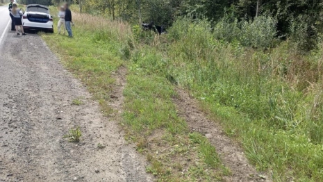 В Гусь-Хрустальном районе легковушка улетела в кювет: пострадал 13-летний ребенок