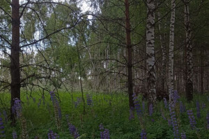 День святого Вита: что можно и нельзя делать 28 июня
