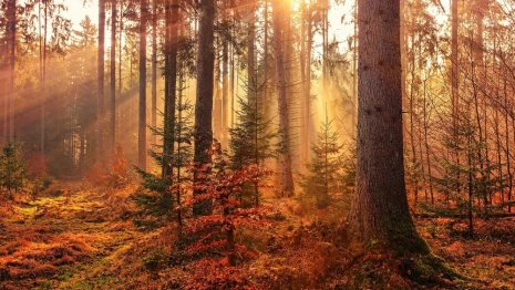 Объявленную в розыск во Владимирской области бабушку с собаками нашли живой