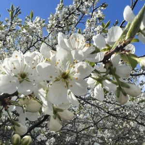 Прогноз погоды во Владимире и области на 10 мая