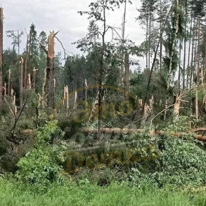 В Камешковском районе ураган повалил деревья