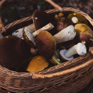 Во Владимирской области назвали дату начала грибного сезона