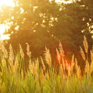 Жителям Владимирской области пообещали жаркое начало августа