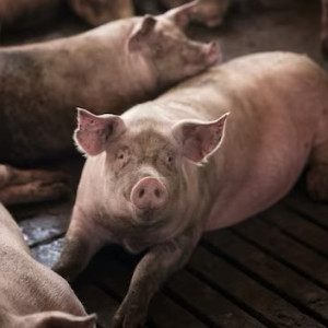 Во Владимирской области за год выявили 10 случаев африканской чумы свиней