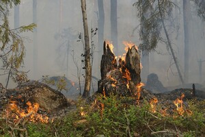 Владимирская область договорилась с военными о помощи в тушении пожаров