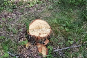 Вырубка леса в Селивановском районе обернулась уголовным делом