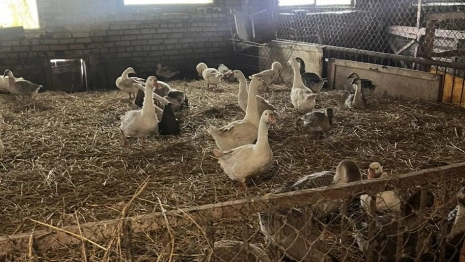 В Суздале гусиная ферма работала с массой нарушений