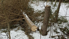 В Муроме массовая вырубка елей привела к уголовному делу