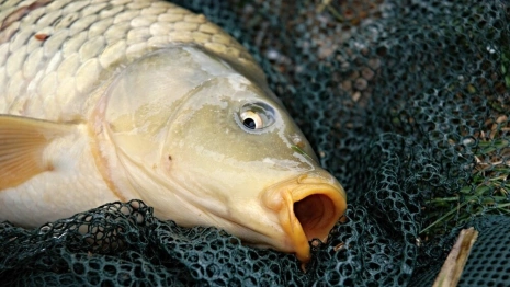 Московский браконьер пойдет под суд за ловлю рыбы во владимирской Клязьме