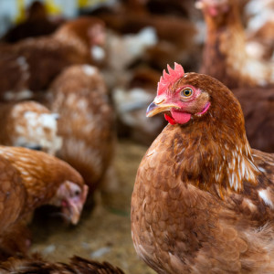 Хозяйка подворья отсудила у владимирских властей более 54 тыс. рублей за уничтоженных кур