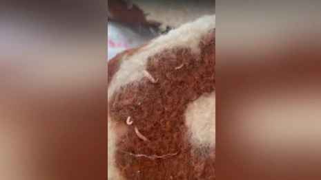 Прокуроры нагрянули в прославившуюся одеялом с личинками моли владимирскую ЦРБ