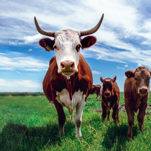 Федор Скотник: что можно и нельзя делать 27 марта