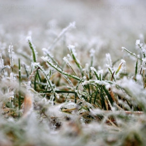 Жителей Владимирской области предупредили о заморозках до -6 градусов