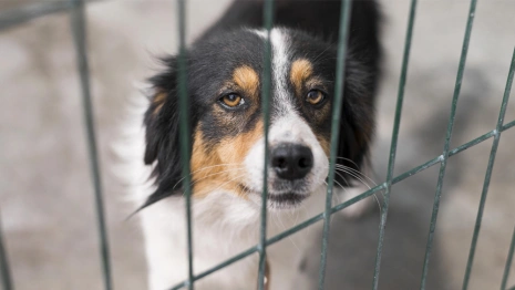 Власти Владимирской области выделили 16 млн рублей закрывающемуся приюту