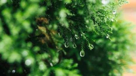 Во Владимирской области в выходные пройдет дождь