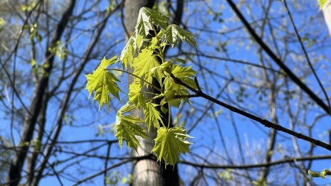 День Ивана Ветхопещерника: что можно и чего нельзя делать 2 мая