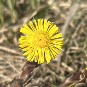 Во Владимире расцвела мать-и-мачеха