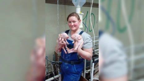 Во Владимирской области свинокомплексы выпустили первую партию мяса