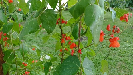 Прогноз погоды во Владимире и области на 8 августа