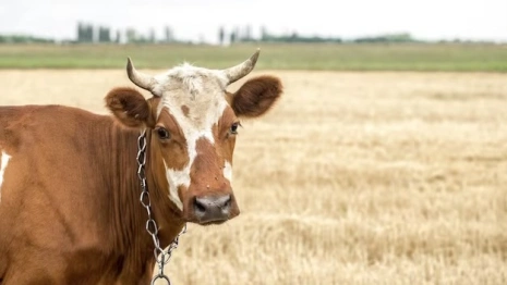 Во Владимирской области произвели 365 тыс. тонн молока за 9 месяцев