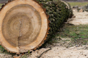 В Коврове неизвестные вырубили сосны на 800 тыс. рублей