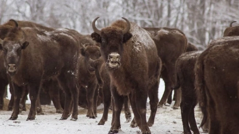 Во Владимирской области зубры заняли четыре района