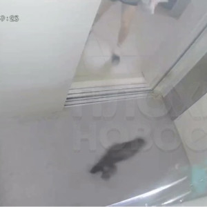 Во Владимире живодер со всей силы бросил кошку в лифт
