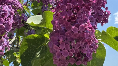 Последняя рабочая неделя мая во Владимирской области будет жаркой