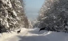 В Суздальском районе встретили перебегающих дорогу оленей