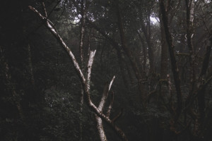 Во Владимире нашли повешенного парня в кустах