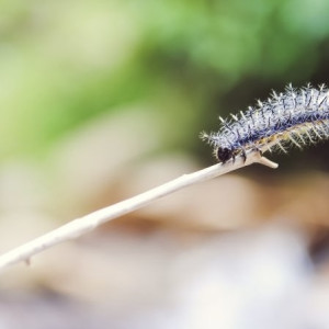 Гайд «День во Владимире». Кто такой непарный шелкопряд и чем он опасен
