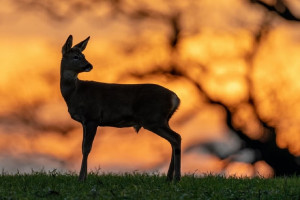 Житель Коврова подстрелил косулю из ружья с тепловизором