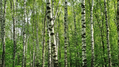 Берещенье: что можно и нельзя делать 11 апреля