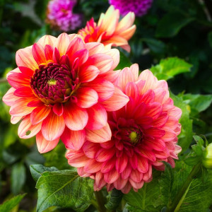 Прогноз погоды во Владимирской области на 2 августа