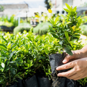 Во Владимирскую область поступило 46 тыс. саженцев черной смородины и голубики