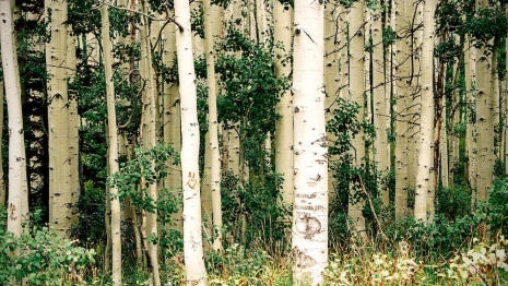 День Никифора-Дубодера: что можно и чего нельзя делать 15 июня