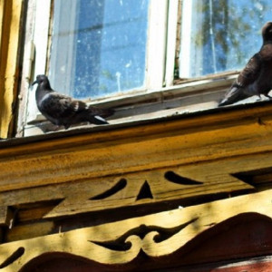 Во Владимирской области 79 деревень будут бороться за звание самой красивой