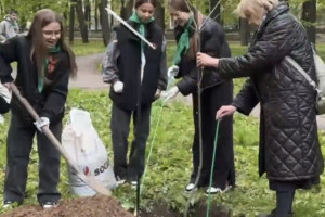 В Центральном парке Владимира высадили 10 красных дубов
