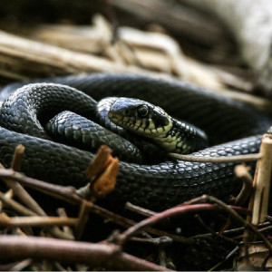 «Не убивайте!» Как отличить ядовитых змей и что делать при встрече с ними