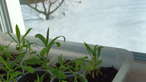 Прогноз погоды на 18 марта 2024 года во Владимире и области