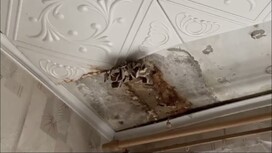 Во Владимире в многоэтажке на Асаткина выросли грибы на потолке