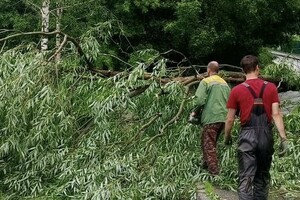 Во Владимире коммунальщики начали убирать рухнувшие деревья