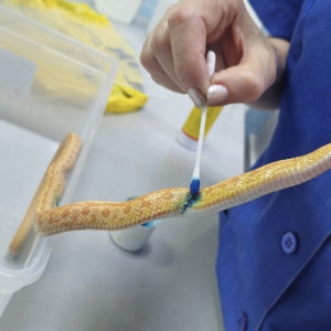 Владимирские ветеринары спасли змею после нападения кота