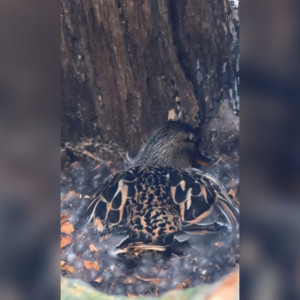 В центре Владимира утка высиживает утят