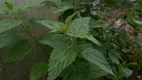 Чудотворцы Сергий и Герман: что можно и нельзя делать 11 июля
