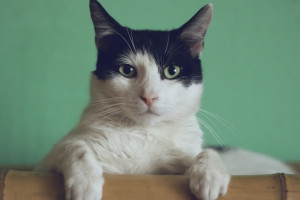 В Коврове кот заразился бешенством и умер после прогулки