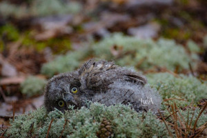 Во Владимирской области родились птенцы у краснокнижных птиц