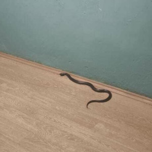 Во Владимире гадюка пробралась в квартиру на 5-м этаже